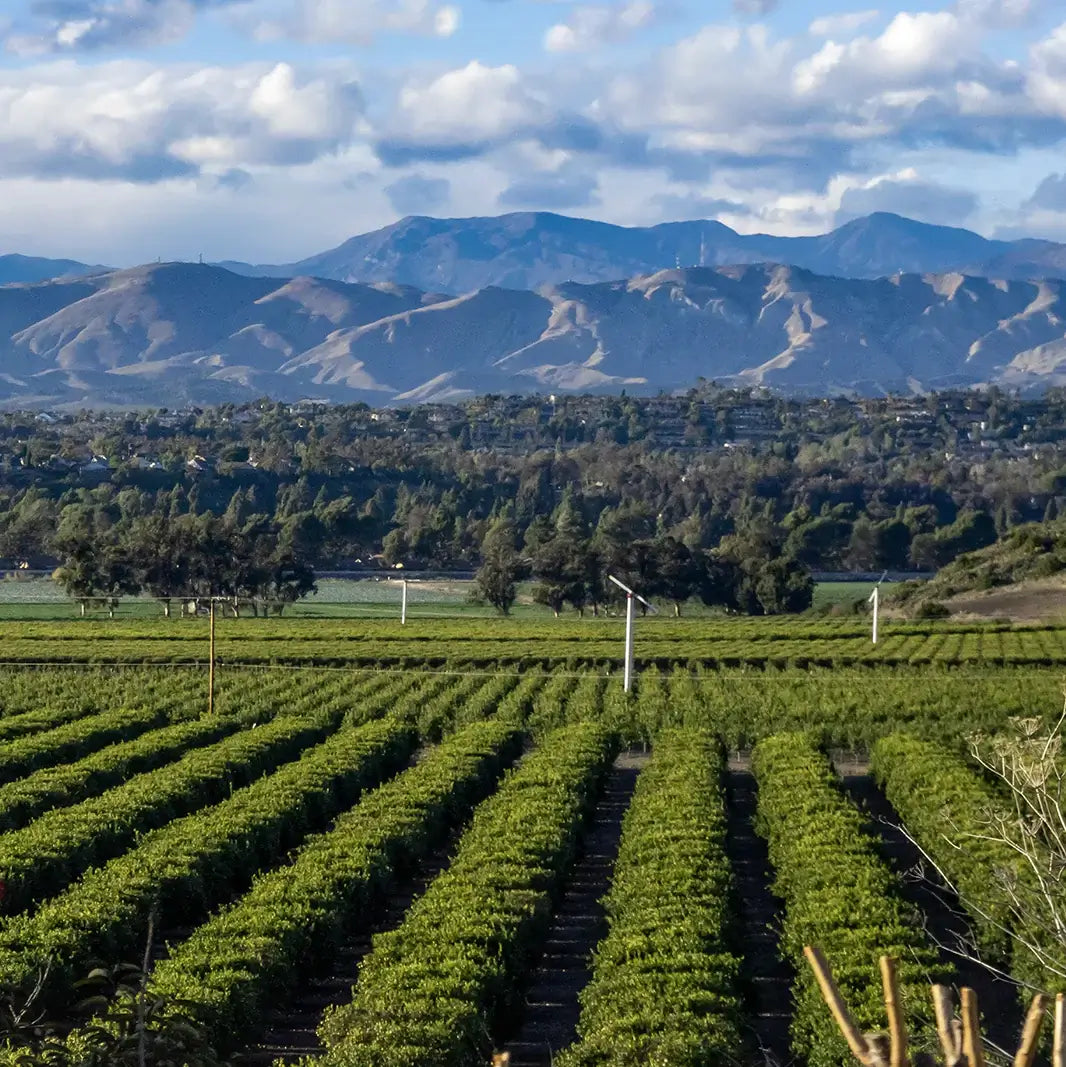 Sustainable Sourcing: How Local Ingredients Make Our Juices Unique